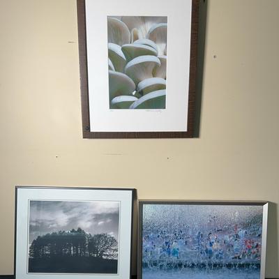 Framed Photograph