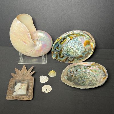 Large Sea Shells
