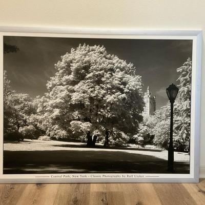 Large Framed Print of Central Park by Ralf Uicker