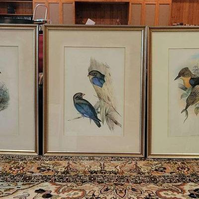 Three Bird Prints
