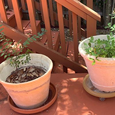 Potted Plants