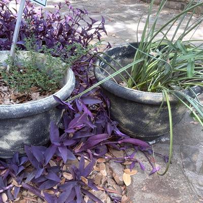 Two Large Planters