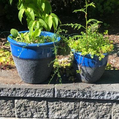 Pair of Blue Ceramic Planters with Greenery – Vibrant Glaze Finish