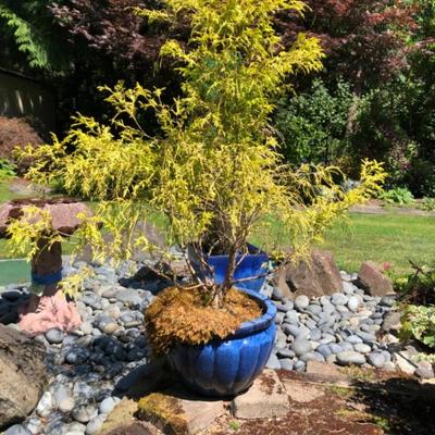 Two Large Blue Ceramic Planters with Established Trees