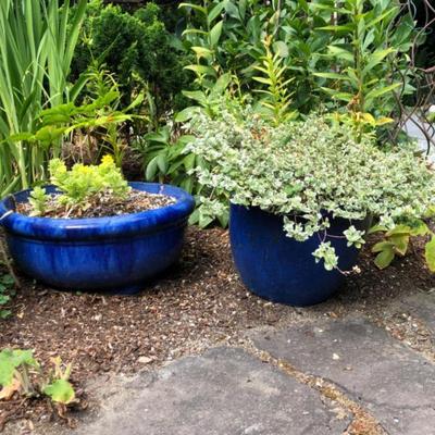 Set of Blue Ceramic Planters with Plants –Petunia and Coleus Group