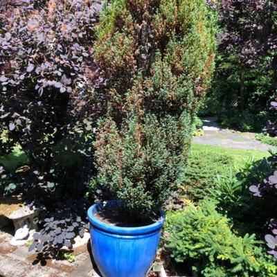 Large Blue Ceramic Pot With Tree - Garden Accent