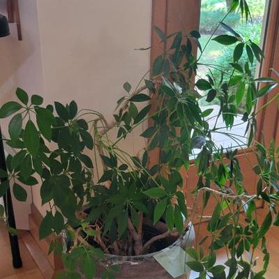 Sale Photo Thumbnail #21: Plant