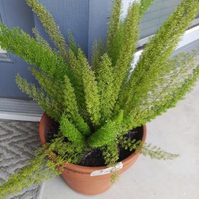 Sale Photo Thumbnail #155: Plant