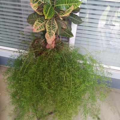 Sale Photo Thumbnail #144: Plant