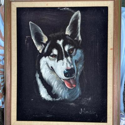 HKM039 - Portrait Of “Cognac” The Siberian Husky In Velvet