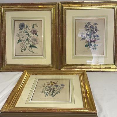 Botanical Illustrations, Vintage Appearance, Framed, 3 Pcs