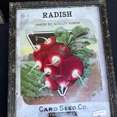 Radish & Pumpkin