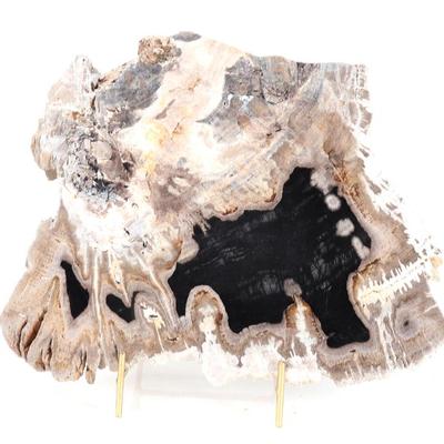 Sale Photo Thumbnail #252: Lot 252 gorgeous slab of petrified gopher wood