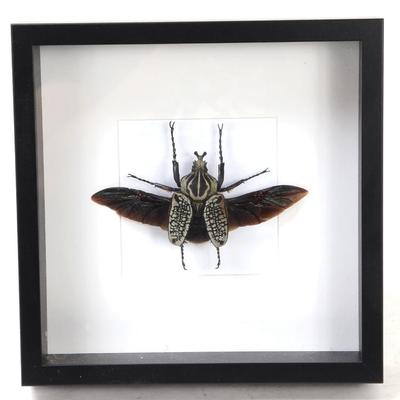 Sale Photo Thumbnail #502: Lot 503 framed green black rhinoceros beetle