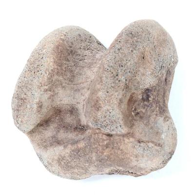 Sale Photo Thumbnail #244: Lot 244 ancient fossilized dinosaur bone