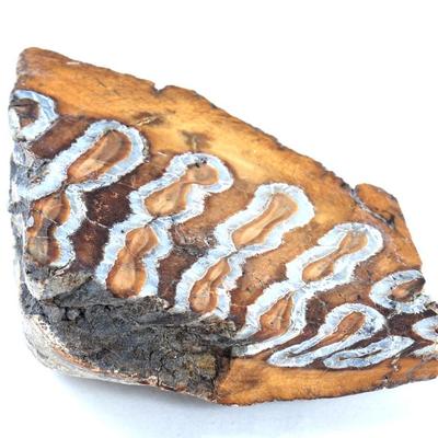 Sale Photo Thumbnail #243: Lot 243 wonderful cross cut section of mammoth section