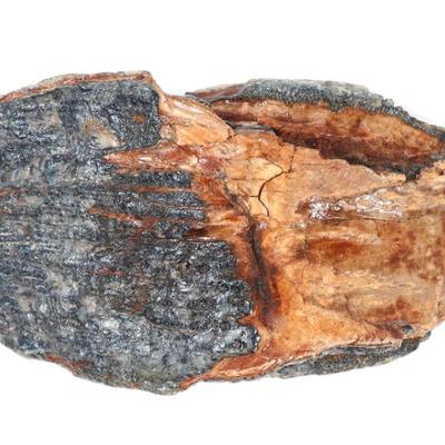 Sale Photo Thumbnail #232: Lot 232 wonderful fossilized mammoth tooth section