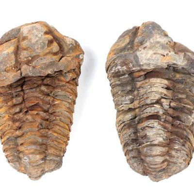 Sale Photo Thumbnail #242: Lot 242 two large ancient fossilized trilobites