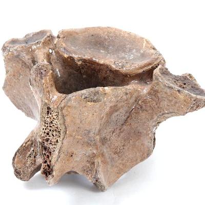 Sale Photo Thumbnail #229: Lot 229 fine fossilized dinosaur spinal bone