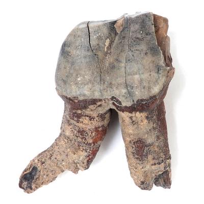 Sale Photo Thumbnail #239: Lot 239 wonderful ancient woolly rhino tooth