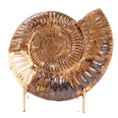 Sale Photo Thumbnail #249: Lot 249 incredible fossilized arietites ammonite with stand