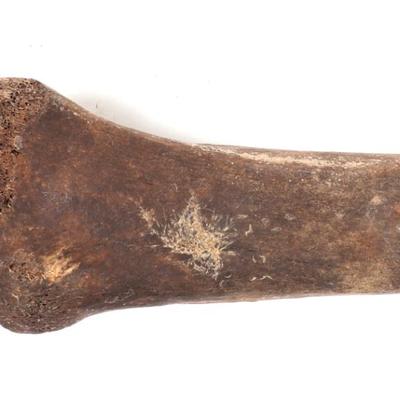 Sale Photo Thumbnail #227: Lot 227 ancient fossilized dinosaur femur bone