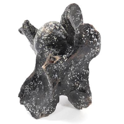 Sale Photo Thumbnail #231: Lot 231 ancient fossilized dinosaur bone