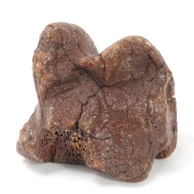 Sale Photo Thumbnail #199: Lot 199 ancient fossilized dinosaur joint bone