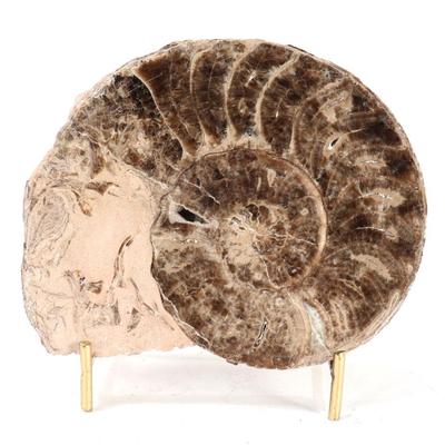 Sale Photo Thumbnail #251: Lot 251 fine ancient ammonite fossil in matrix with stand