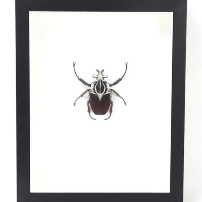 Sale Photo Thumbnail #503: Lot 504 shadowbox goliath beetle cameroon