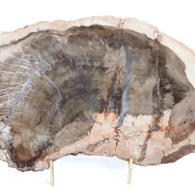 Sale Photo Thumbnail #245: Lot 245 gorgeous ancient petrified wood slab wstand