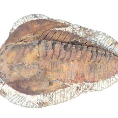 Sale Photo Thumbnail #221: Lot 221 large ancient trilobite fossil in matrix