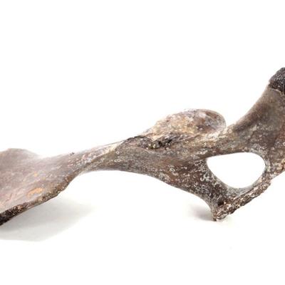 Sale Photo Thumbnail #233: Lot 233 wonderful ancient dinosaur pelvic bone section