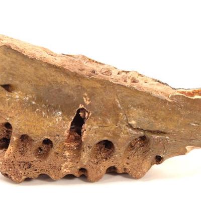Sale Photo Thumbnail #224: Lot 224 ancient fossilized dinosaur jawbone