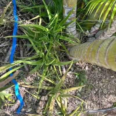 KSG102 - Over 7 Aloe Vera Plants