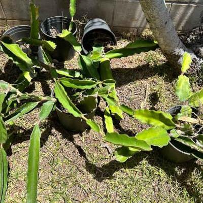 KSG103 - 5 Pots of Dragon Fruit Plants