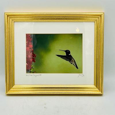 Hummingbird Photograph — Madera Canyon, Arizona