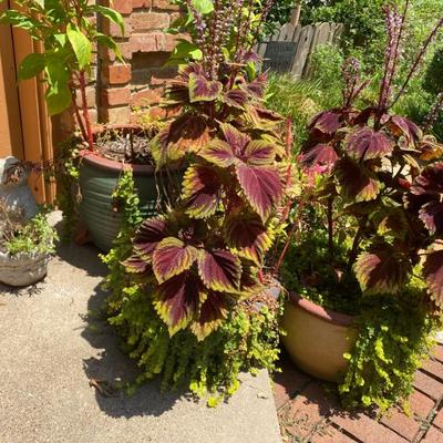Sale Photo Thumbnail #110: 8 many outdoor potted plants