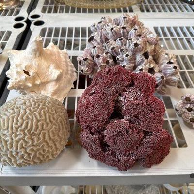 #3096 • Corals, Barnacle and Conch Shell
