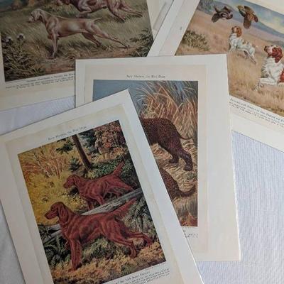 National Geographic Hunting Dog Prints