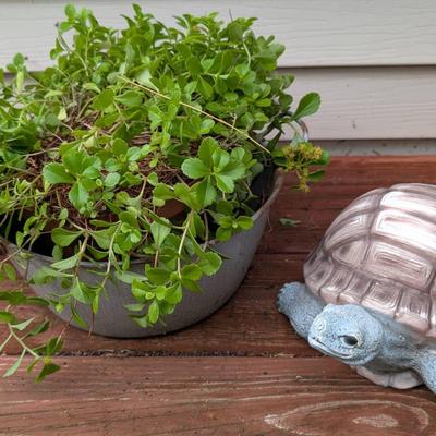 Potted Sedum and Turtle