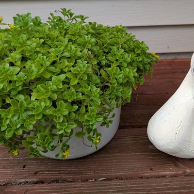 Sedum and Swan