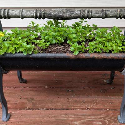 Planter with Stonecrop Sedum