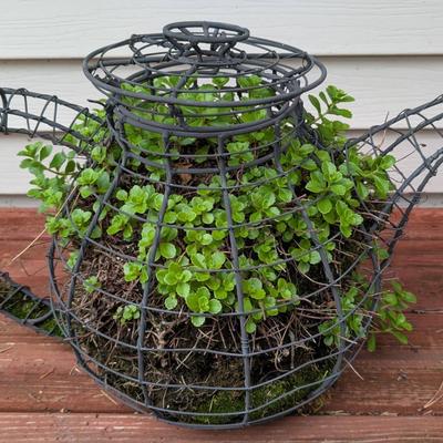 Wire Teapot and Stonecrop Sedum