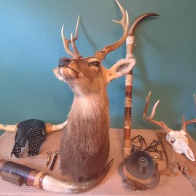 Taxidermy Sika Deer Bust, Mounted Skull,  Mounted Long Horn & More