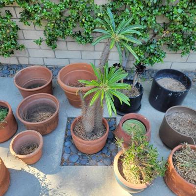 Outdoor Planter Pot Collection – 13 Assorted Pots with Pachypodium lamerei (Madagascar Palm)