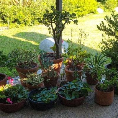 Outdoor Planter Pot Collection – 13 Pots with Live Succulents, Agave & Decorative Plants