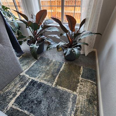 Rug $125
Plants $25 each