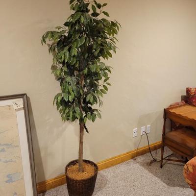 Sale Photo Thumbnail #121: Plant 