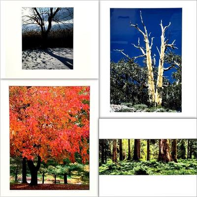 Chuck Bress Photography: Landscapes With Trees, Matted 16x20”
